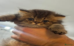 British Shorthair cats for sale: British shorthair  - Image 5