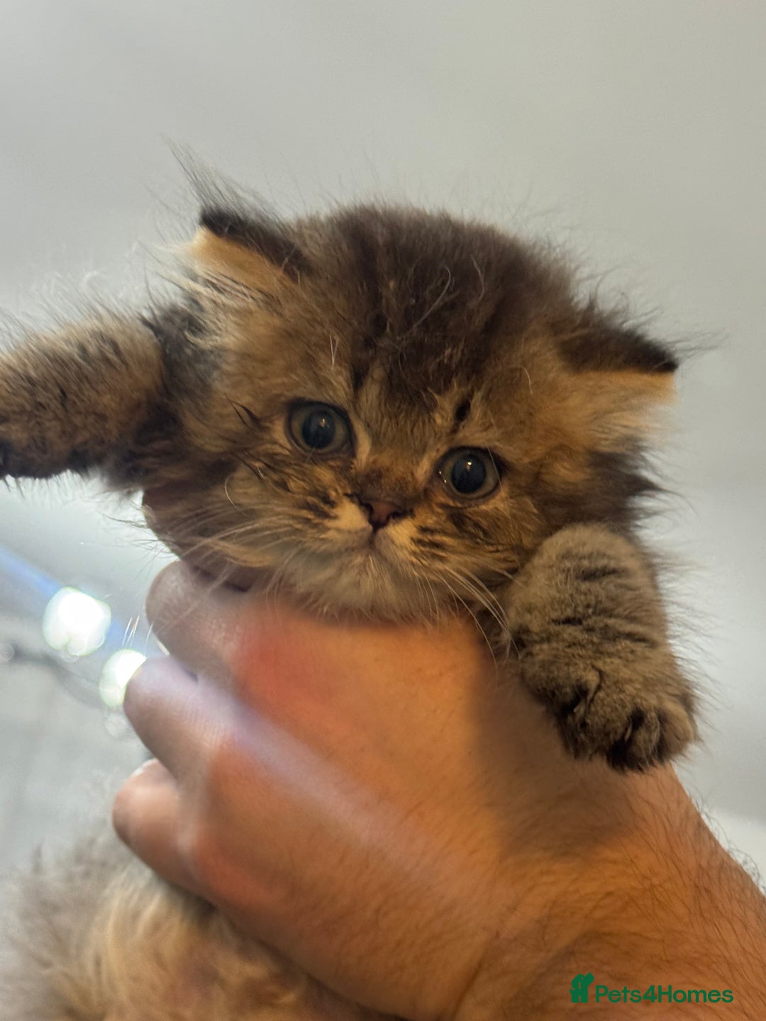 British Shorthair cats for sale: British shorthair  - Image 5