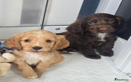 Cocker Spaniel dogs for sale: Cocker spaniel - Image 2