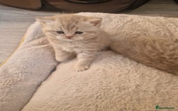 Scottish Fold cats for sale: Stunning TICA Registered Babies in Bolton - Image 13