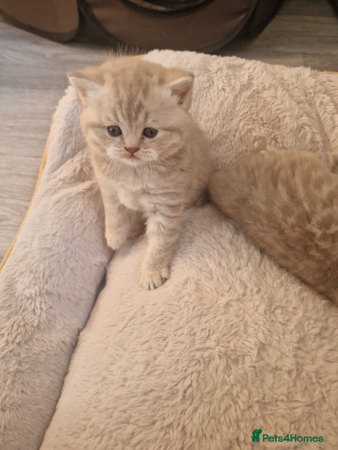 Scottish Fold cats for sale: Stunning TICA Registered Babies in Bolton - Image 13