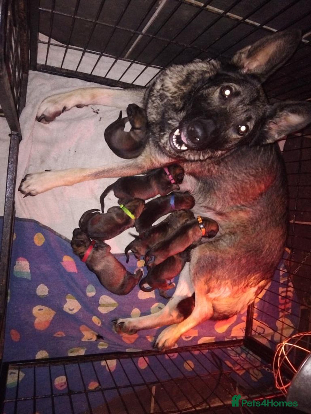 German Shepherd dogs for sale: German shepherd puppy’s kennel club registered  - Advert 14