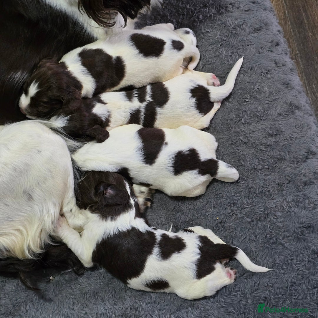 English Springer Spaniel dogs for sale: Stunning Pedigree Registered Pups - Image 15