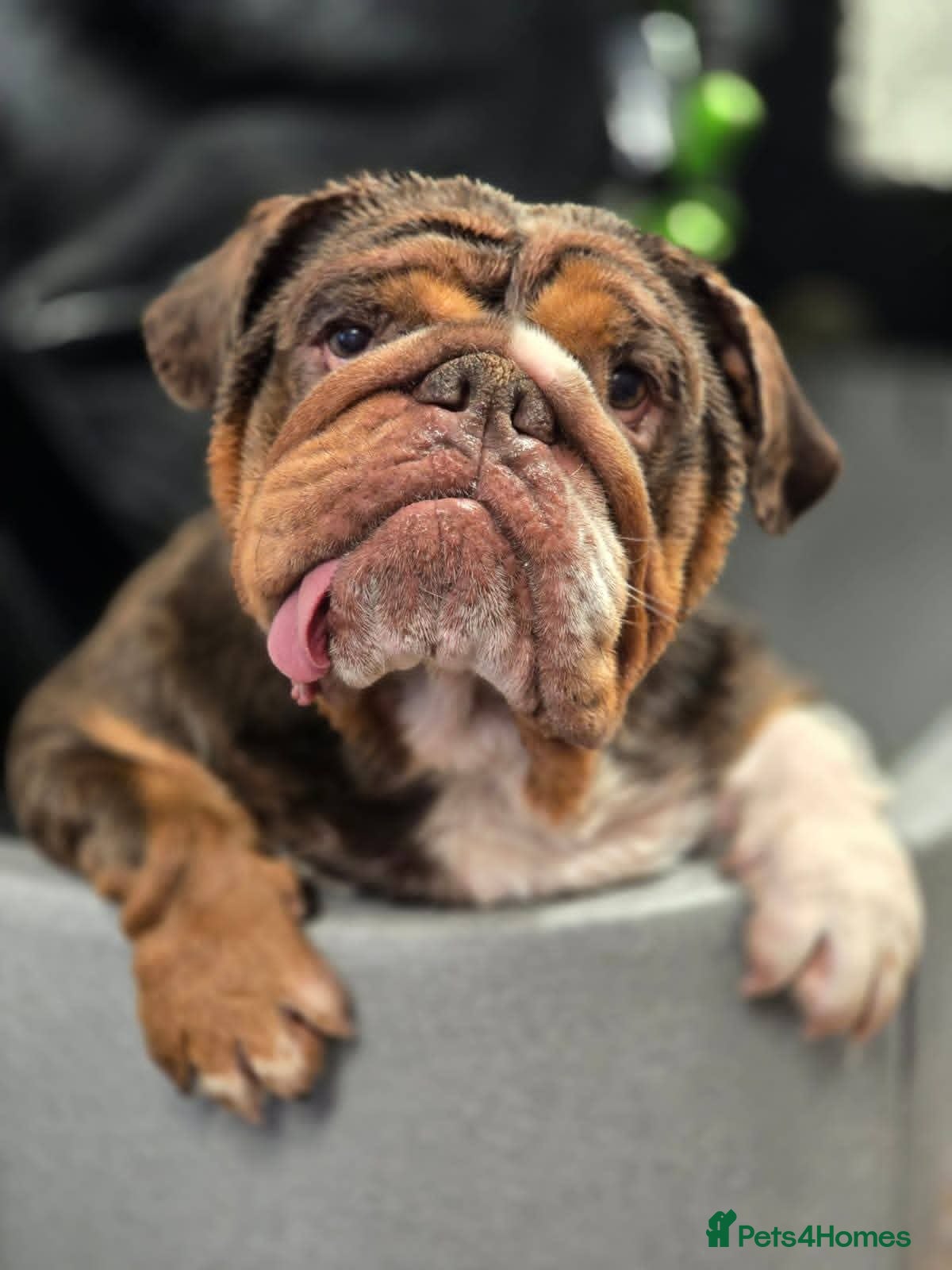 Mixed Breed dogs English bulldog cross french bulldog puppies - Advert 1