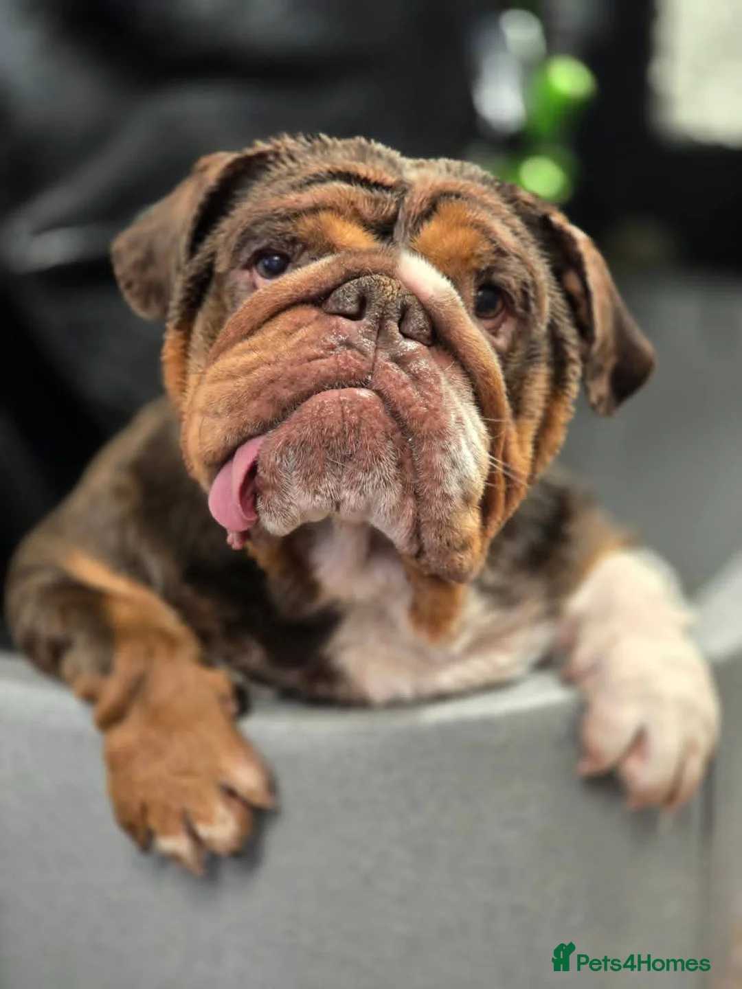 Mixed Breed dogs for sale: English bulldog cross french bulldog puppies - Advert 1