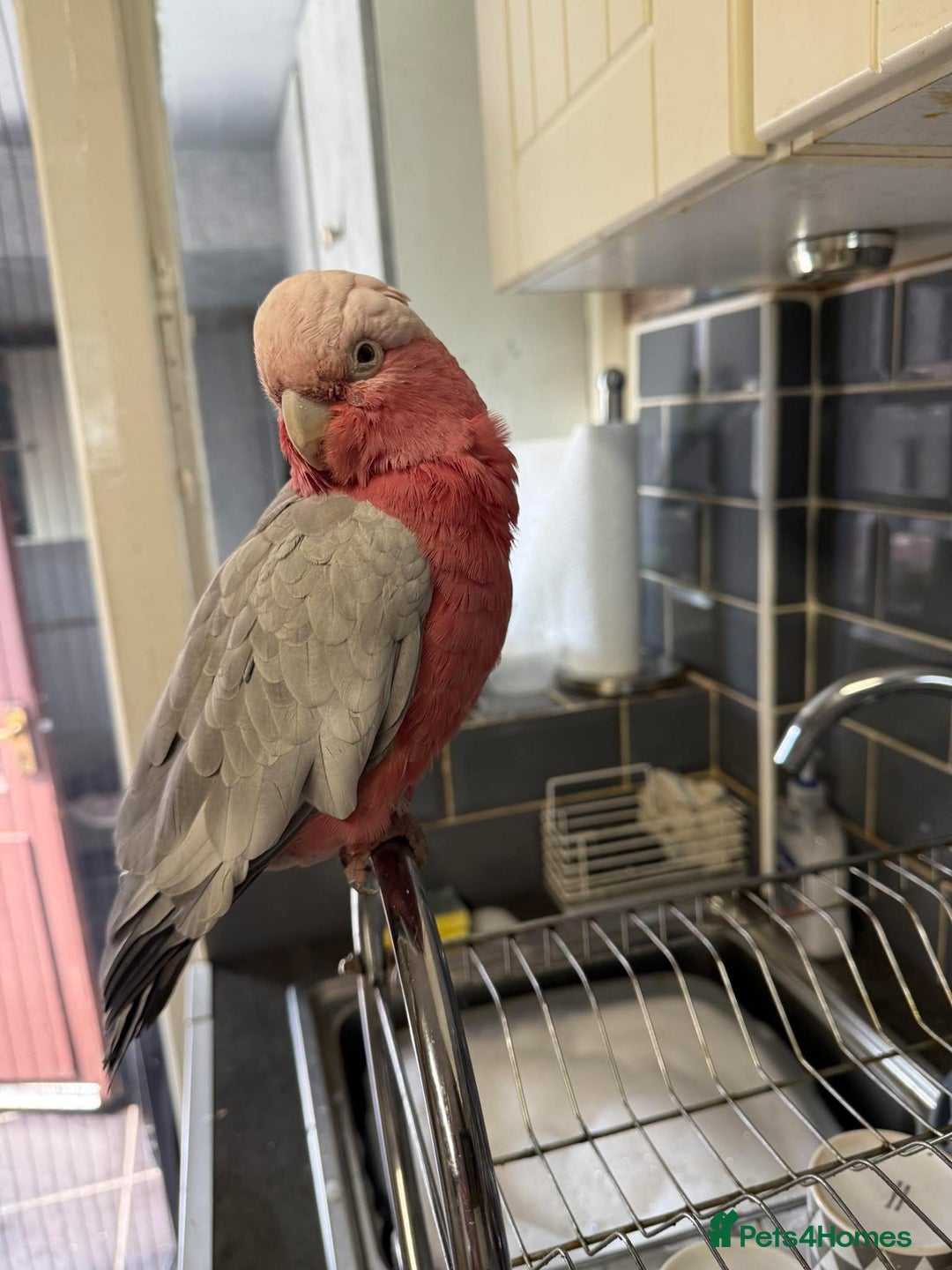 Cockatoo birds for sale: Male gala cockatoo silly tame hand reared + DNA - Image 4