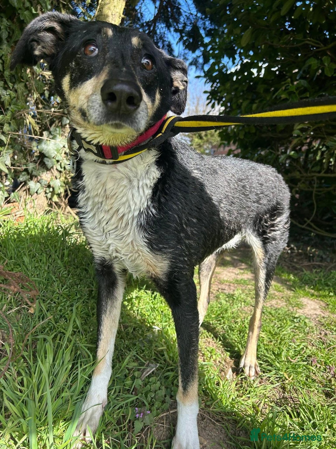 Mixed Breed dogs for adoption: Lottie - Norwich Norfolk  in Norwich - Advert 3