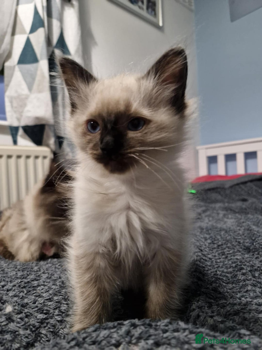 Ragdoll cats for sale: Seal Point Ragdoll – Boy Looking for a Loving Home - Advert 3