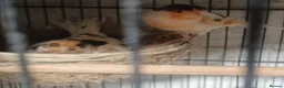 Canaries birds for sale: HARLEQUIN RED FACTOR PORTUGUESE CREASTED  - Advert 3