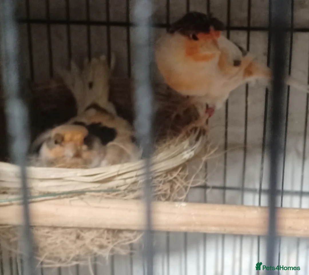 Canaries birds for sale: HARLEQUIN RED FACTOR PORTUGUESE CREASTED  - Advert 3