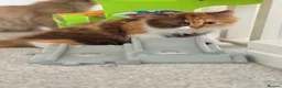 British Longhair cats for sale: Available now 😻 British Longhair kittens - TICA  - Advert 35