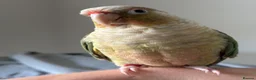 Conures birds for sale: Green Cheek Conure & 3 Cockatiels - Advert 2