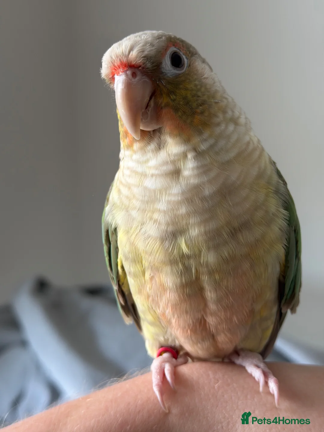 Conures birds for sale: Green Cheek Conure & 3 Cockatiels - Advert 2