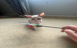 Cornish Rex cats for sale: Amazing Cornish Rex kitten  in Witham - Image 2