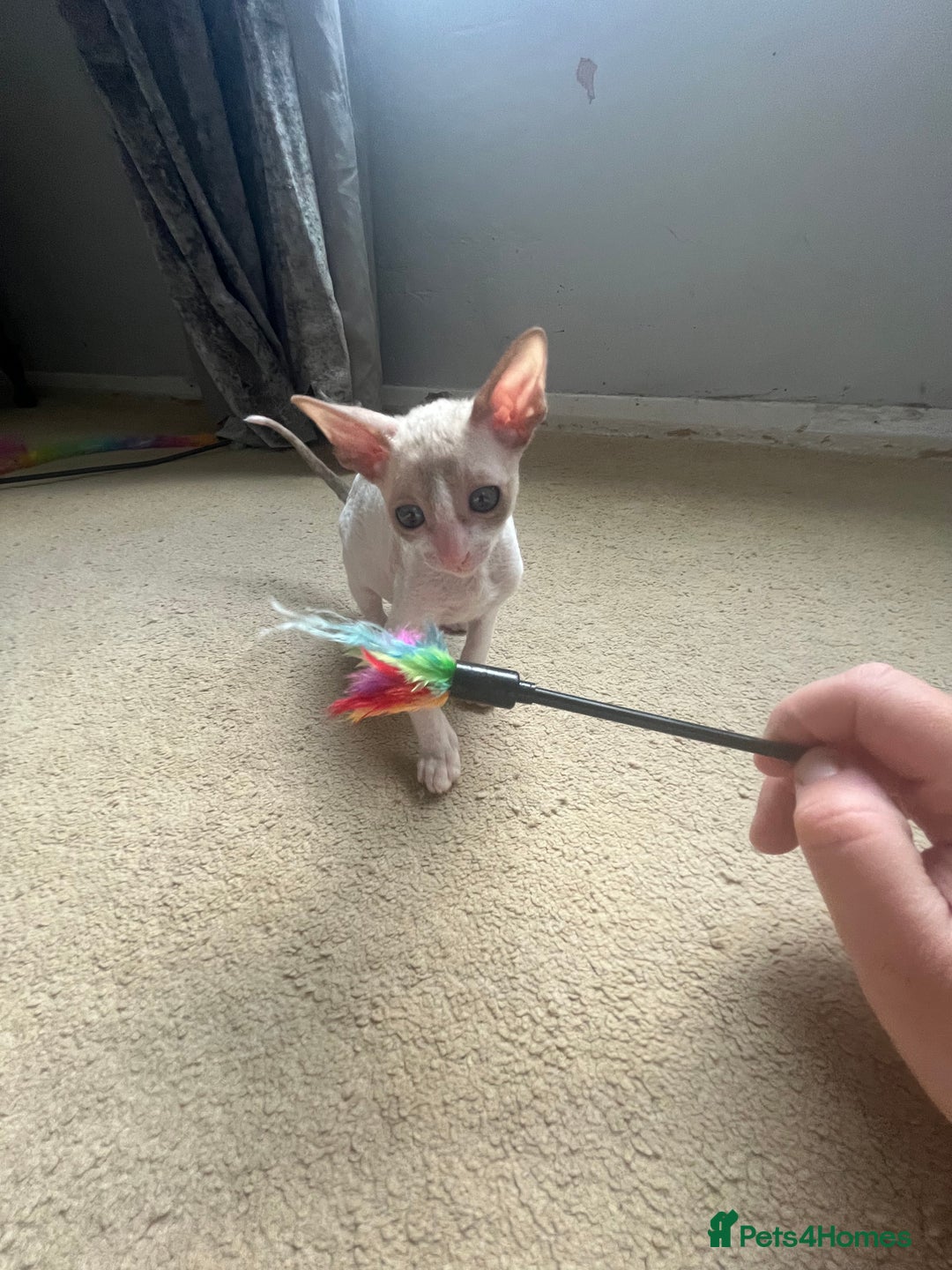 Cornish Rex cats for sale: Amazing Cornish Rex kitten  in Witham - Image 2