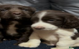 Cocker Spaniel dogs for sale: Adorable cocker spaniel puppies - Image 15