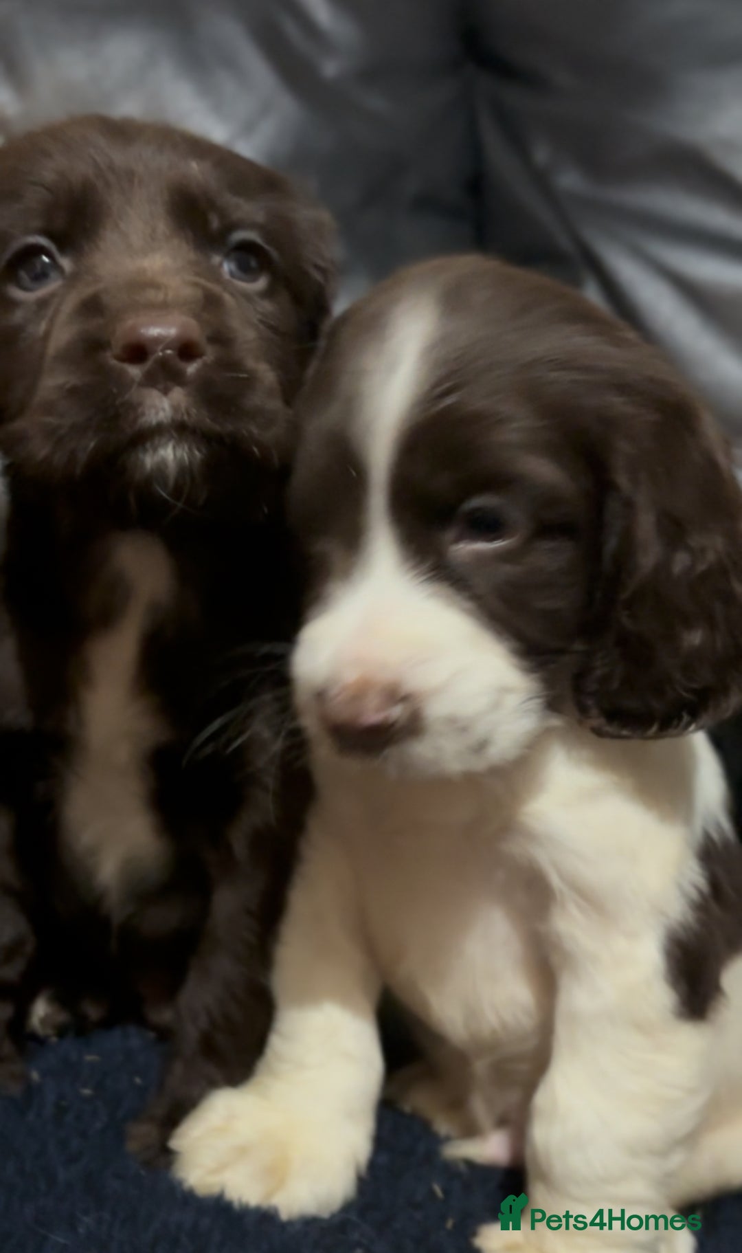 Cocker Spaniel dogs for sale: Adorable cocker spaniel puppies - Image 15