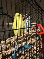 Budgerigars birds Budgie yellow Lutino female semi tamed - Advert 4