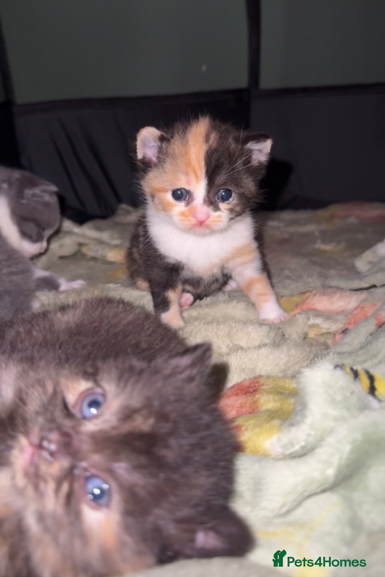 British Shorthair cats for sale: British short hair kittens in Lymm - Advert 1