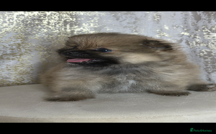Pomeranian dogs - Advert 1