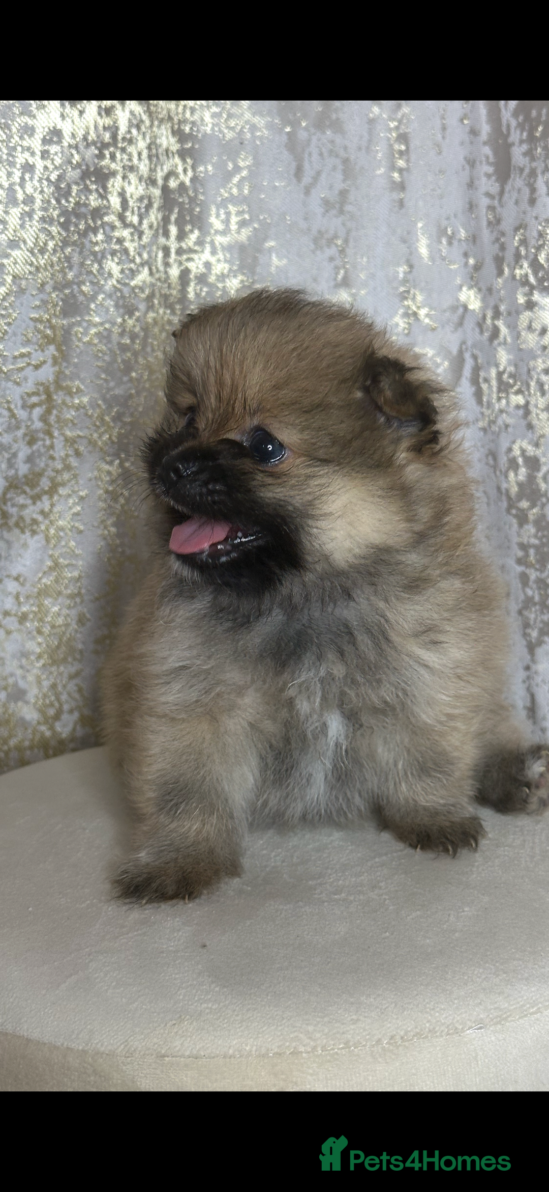 Pomeranian dogs for sale: Pomeranian boy - Image 1