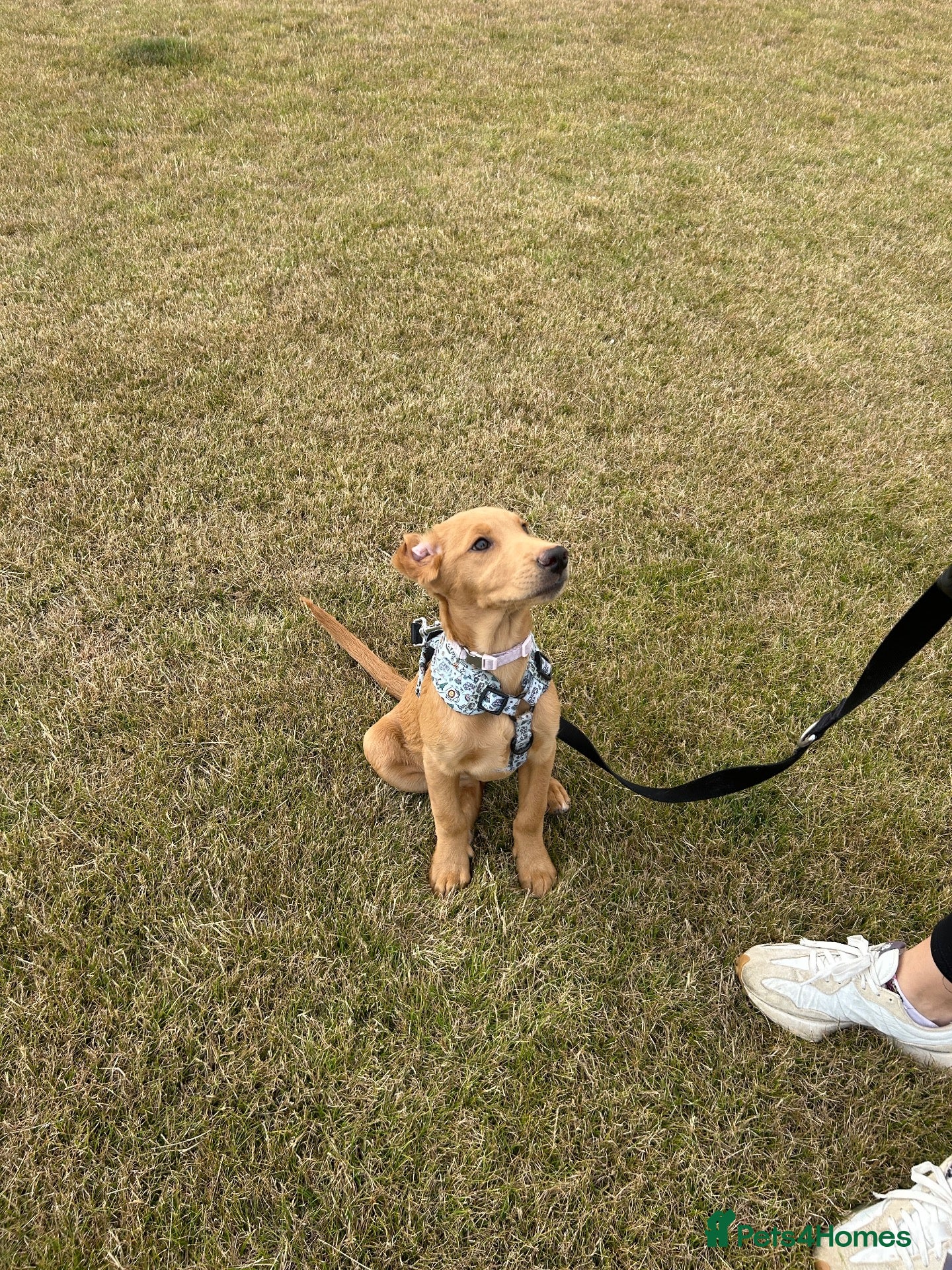 Labradoodle dogs 5 Month Old Girl Labradoodle for her forever home - Advert 3