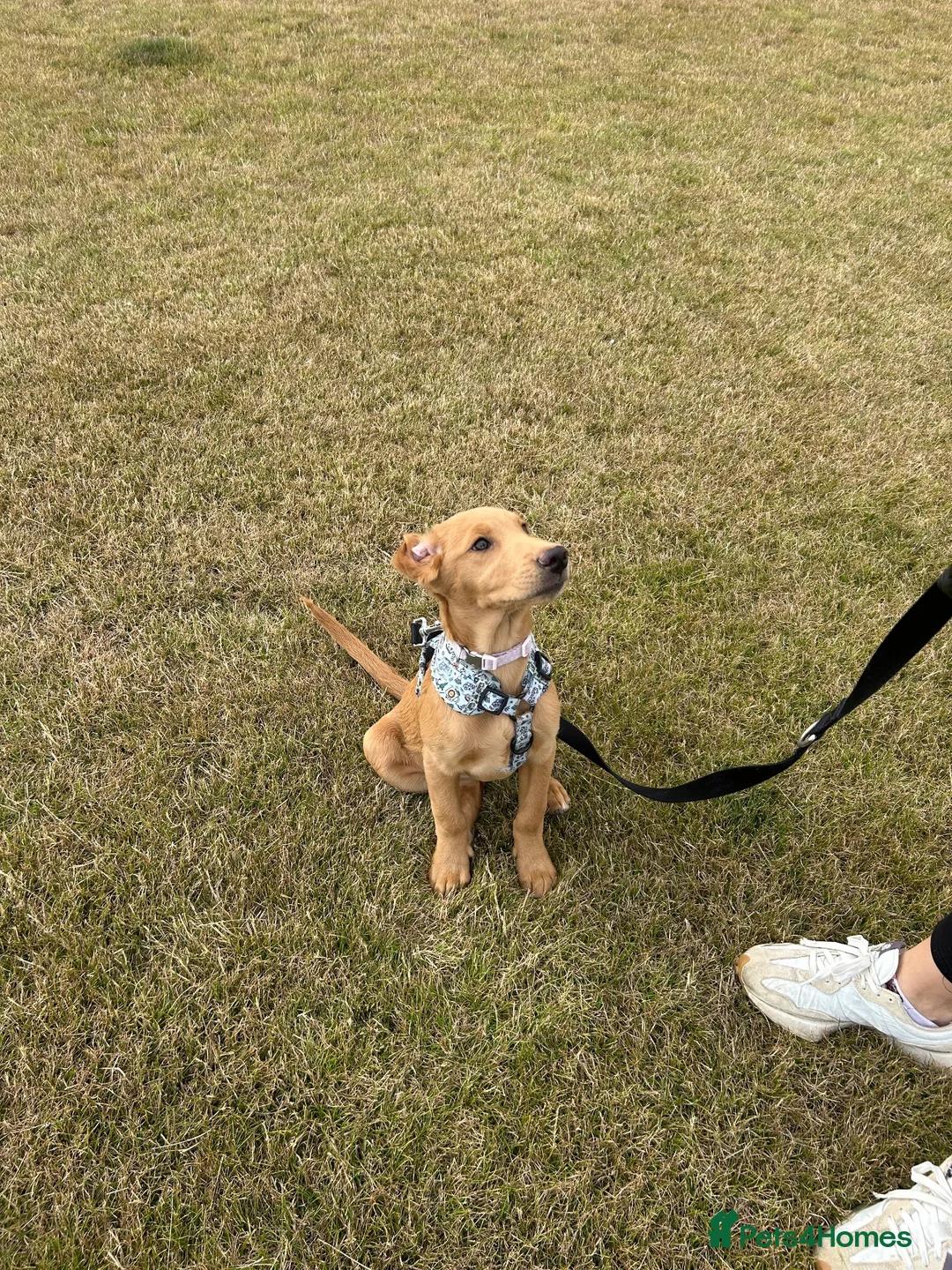 Labradoodle dogs for sale: 5 Month Old Girl Labradoodle for her forever home - Advert 1