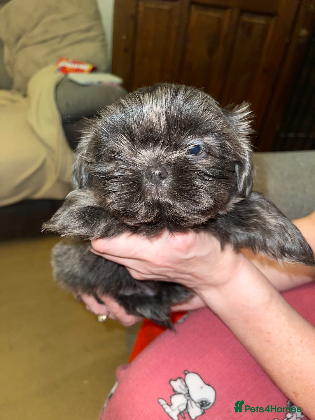 Shih Tzu dogs for sale:  imperial shihtzu dobie carriers karishishi only 2 - Advert 4
