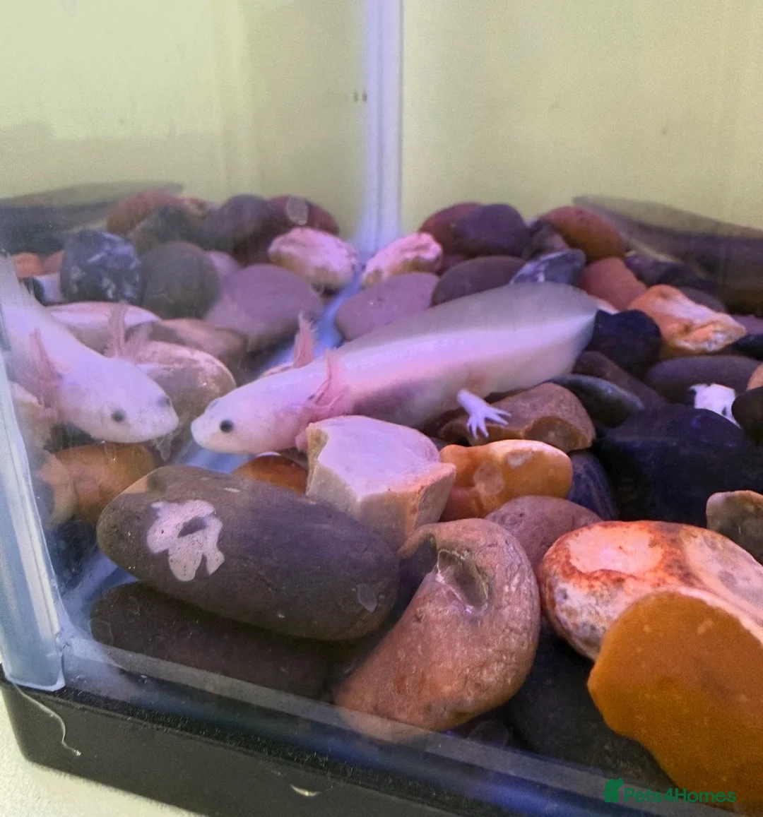 Axolotl reptiles for sale: Pair of axolotls for sale  - Advert 2