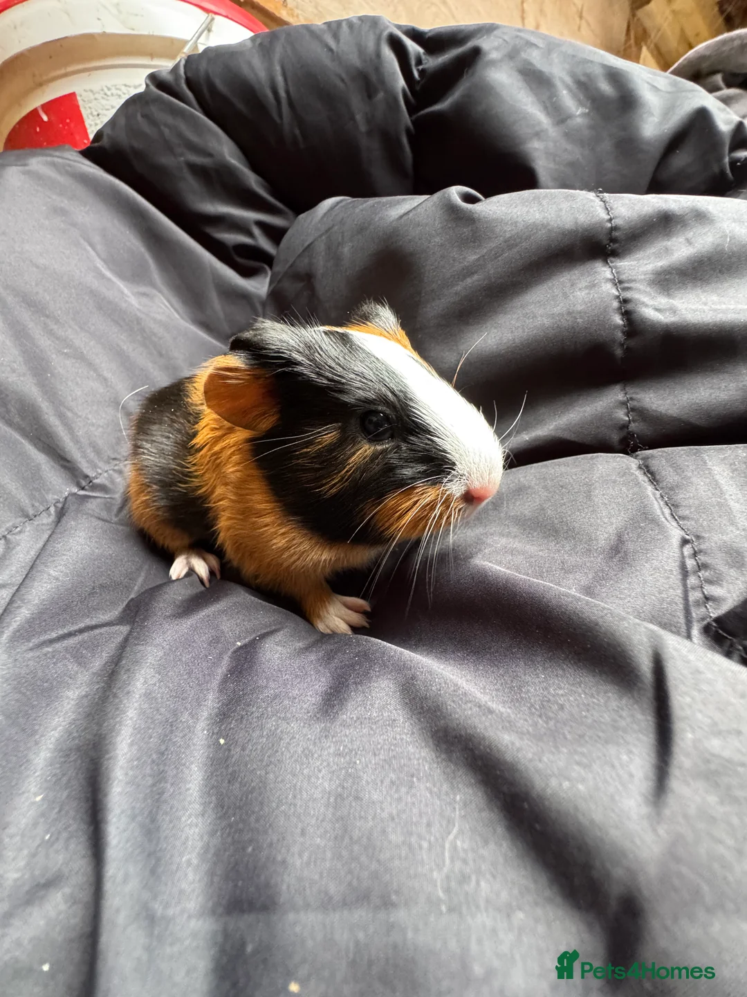 Guinea Pig rodents for sale: 6 beautiful friendly guinea pigs - Advert 12