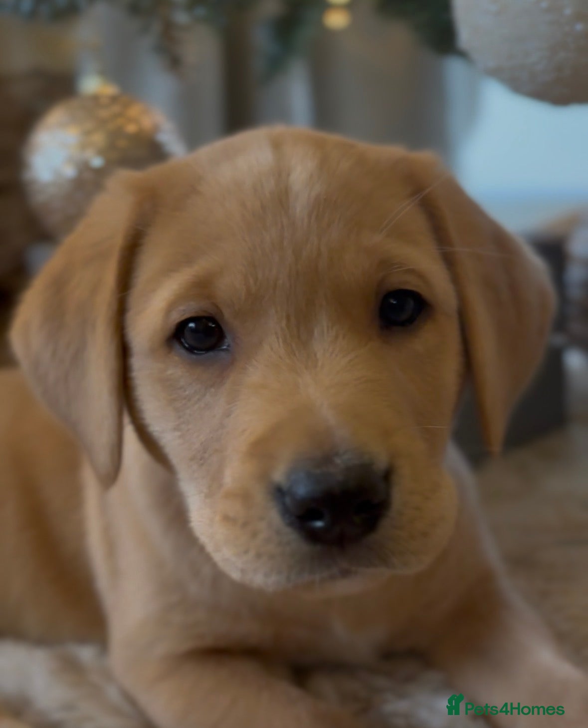 Labrador Retriever dogs Labrador Puppies - Advert 2