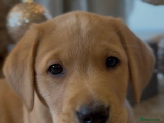 Labrador Retriever dogs Labrador Puppies - Advert 3