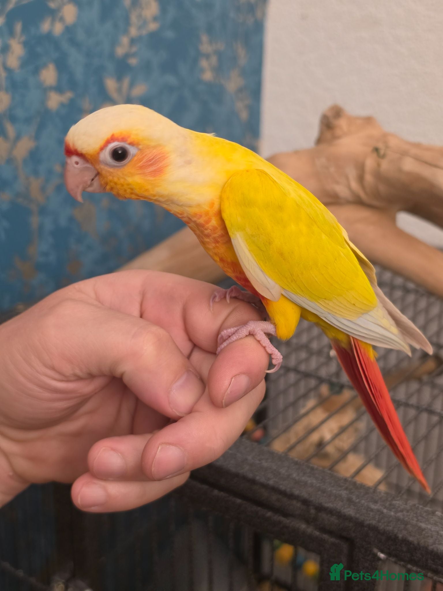 Conures birds Hand reared Conures last 5! - Advert 1