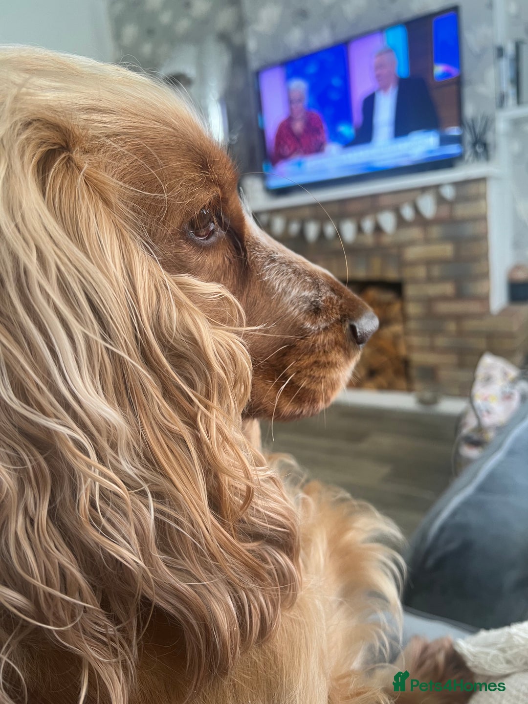 Cocker Spaniel dogs for sale: Cocker Spaniel Puppies  - Image 10