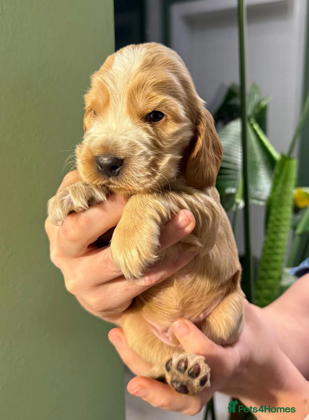 Cocker Spaniel dogs for sale: Gorgeous KC/Full Health Cocker Spaniel show type - Advert 27
