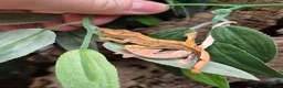 Gecko reptiles for sale: Lily white crested geckos - Advert 7