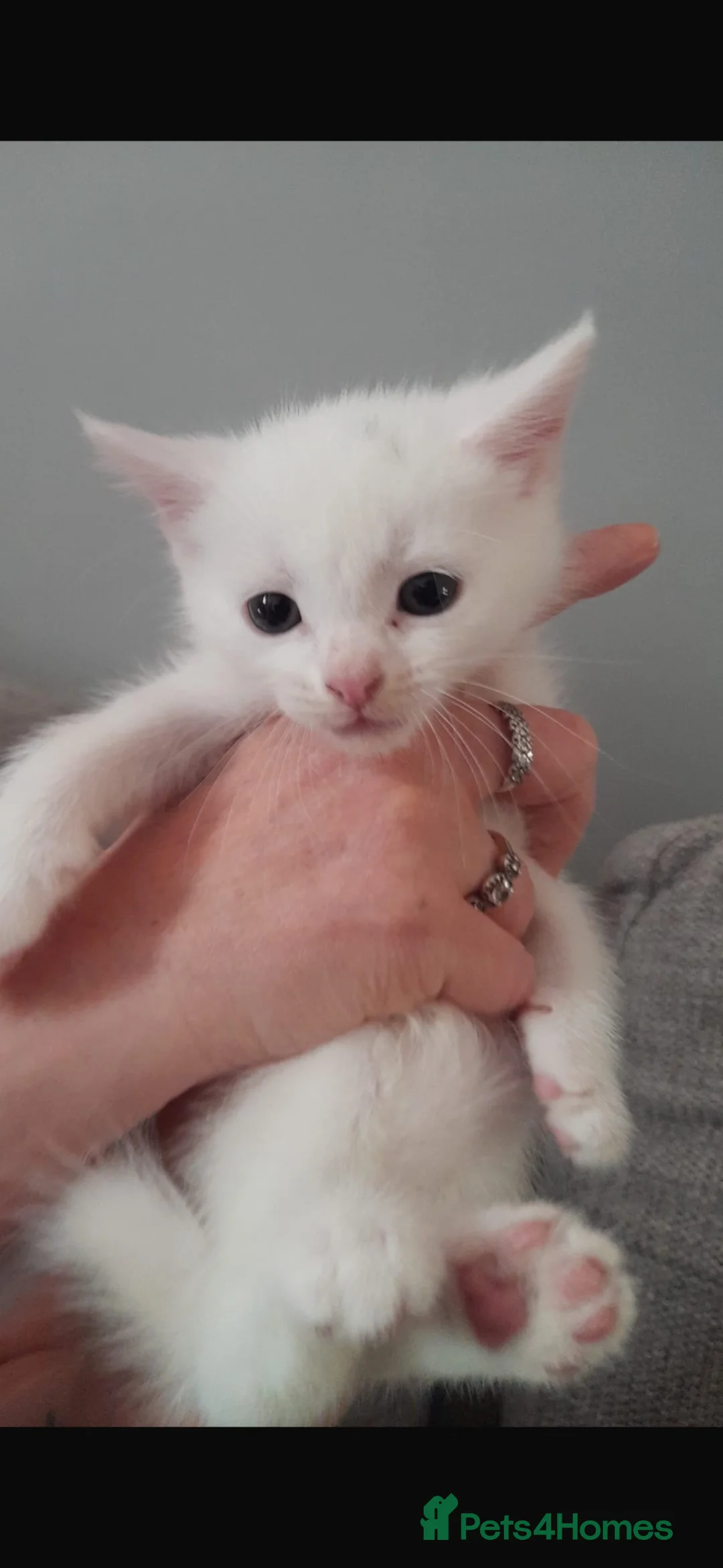Turkish Angora cats for sale: 🌸🐾One girl left🐾🌸 in Southampton - Advert 2