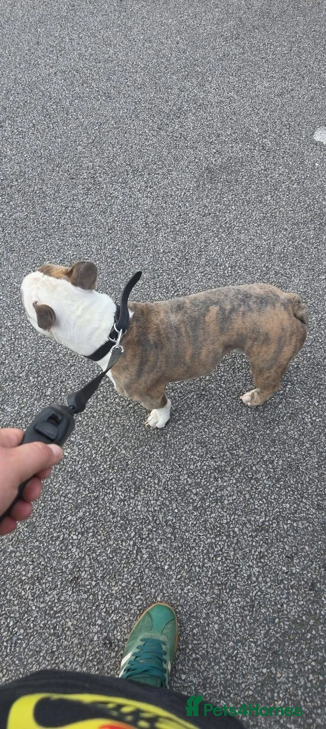 Mixed Breed dogs for sale: Pocket bully puppies  in Stoke-on-Trent - Advert 14