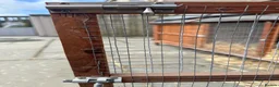 Guinea Pig rodents for sale: X2 Female Guinea pigs 2 years old  in Glasgow - Advert 3