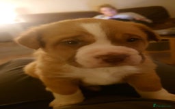 Mixed Breed dogs for sale: Dogue De Bordeaux X. House & Bsc obedience trained - Image 9