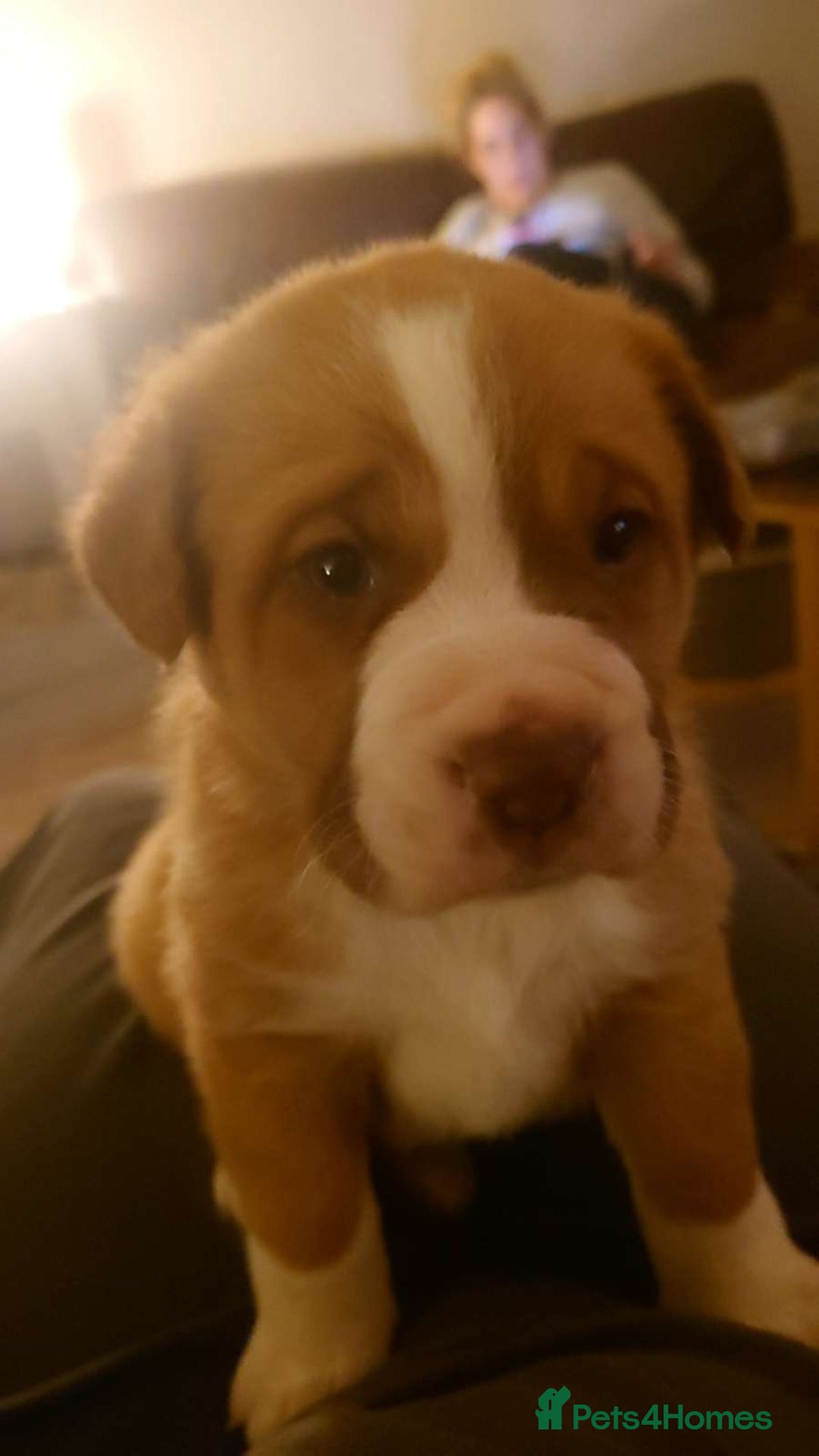 Mixed Breed dogs for sale: Dogue De Bordeaux X. House & Bsc obedience trained - Image 9