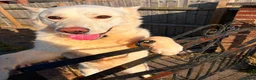 Mixed Breed dogs for adoption: 💙🐶 MOON – FROM A LOST DOG WITH NOWHERE TO GO... - Advert 3