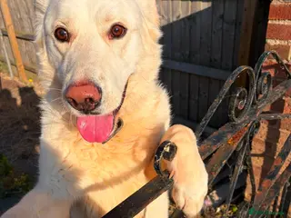 Mixed Breed dogs 💙MOON💙 A HAPPY BOY WITH A HEART FULL OF KINDNESS - Advert 1