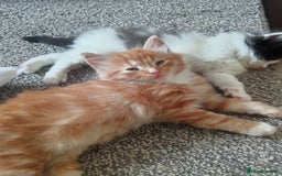 Norwegian Forest Cat cats for sale: Norwegian forest x in Basingstoke - Image 22