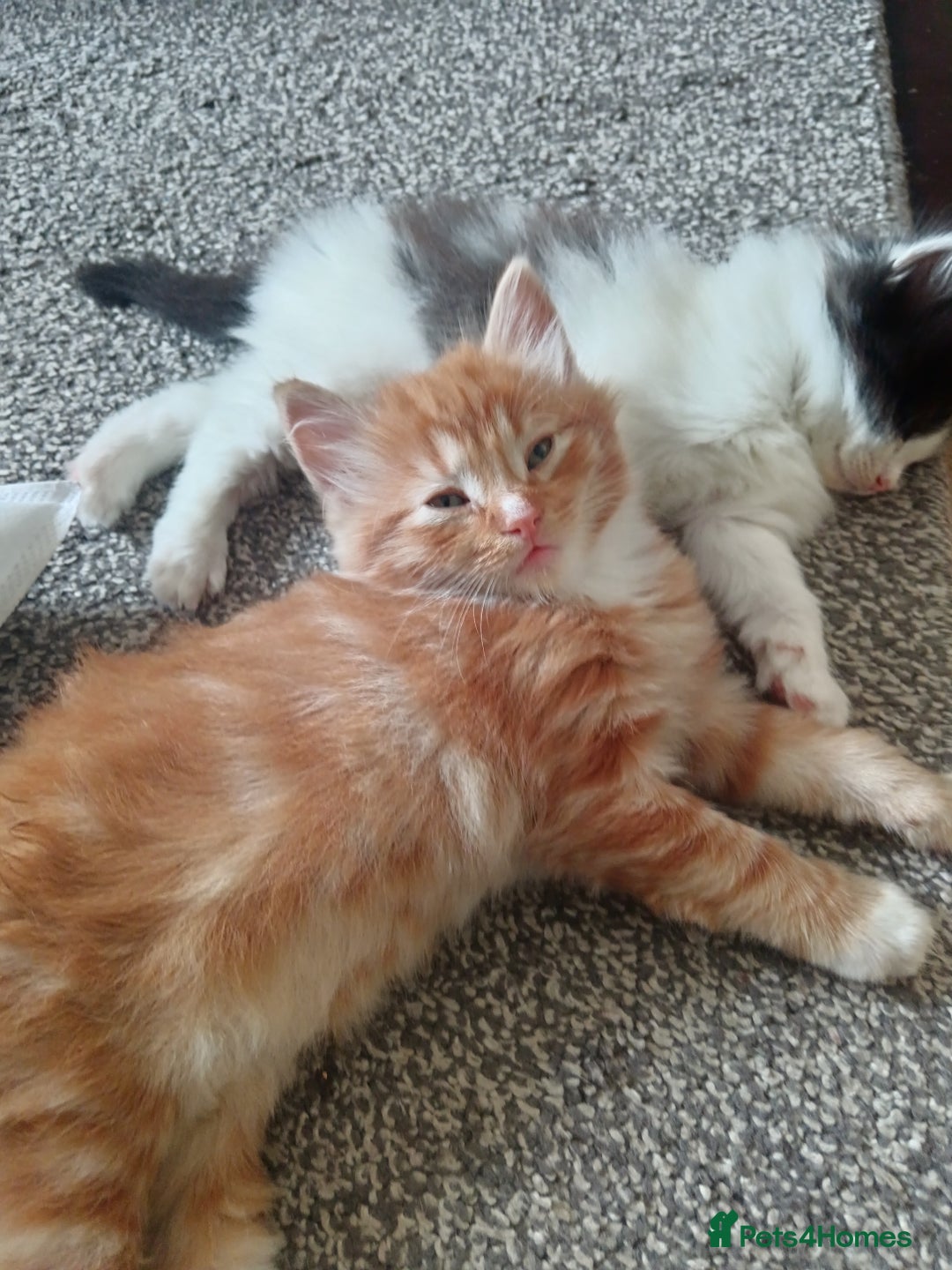 Norwegian Forest Cat cats for sale: Norwegian forest x in Basingstoke - Image 22