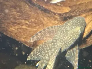 Plecos fish Longfin and shortfin bristlenose - Advert 2