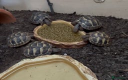 Hermann Tortoise reptiles for sale: Hermann Tortoise Hatchlings  - Image 6