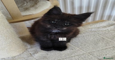 Maine Coon cats - Advert 10