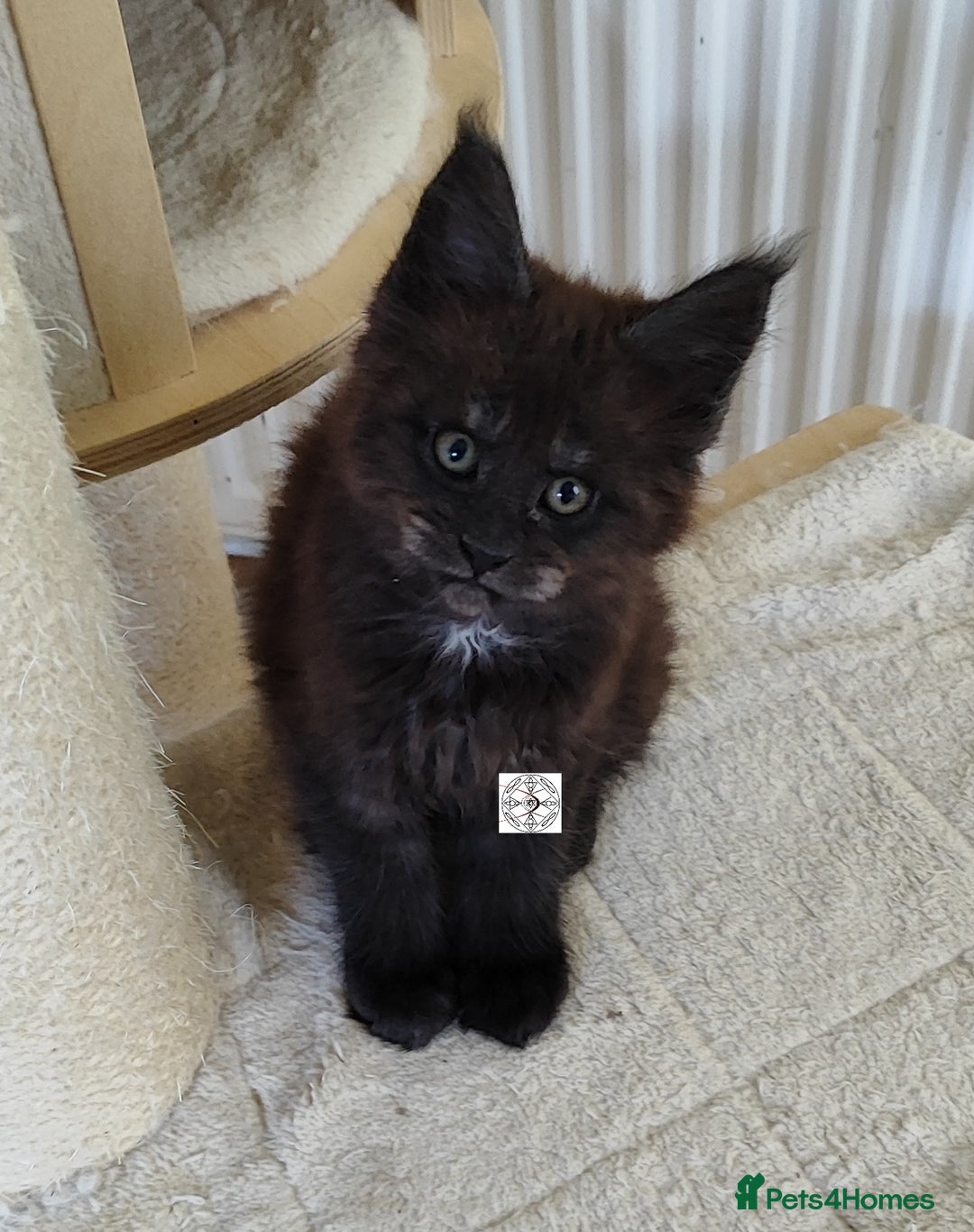 Maine Coon cats for sale: Absolutelly gorgeous kittens  - Image 3
