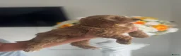 Cockapoo dogs for sale: 🐾 7 stunning F1B cockapoo pups 🐾 - Advert 6